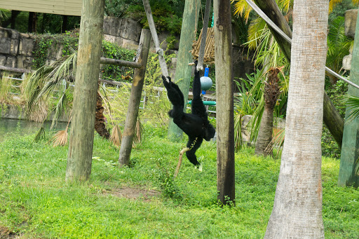 Roller Coaster «Cheetah Hunt», reviews and photos, 10165 N Malcolm McKinley Dr, Tampa, FL 33612, USA