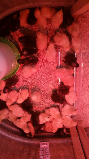 Pet Supply Store «Concord Feed Pet & Livestock Supplies», reviews and photos, 228 Hookston Rd, Pleasant Hill, CA 94523, USA