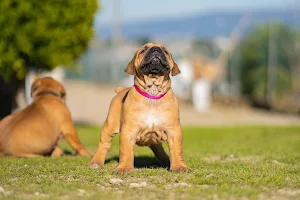 Elite Boerboels image