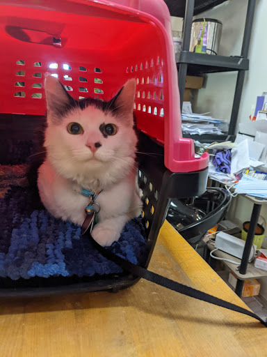 Pet Supply Store «Bow Wow & Meow», reviews and photos, 11607 Maumelle Blvd, North Little Rock, AR 72113, USA