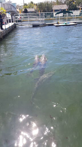 Recreation «Dolphins Plus Oceanside», reviews and photos, 31 Corinne Pl, Key Largo, FL 33037, USA