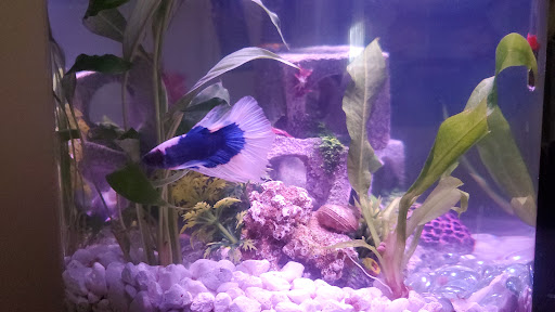 Pet Supply Store «PetSmart», reviews and photos, 2 Brick Plaza, Brick, NJ 08723, USA