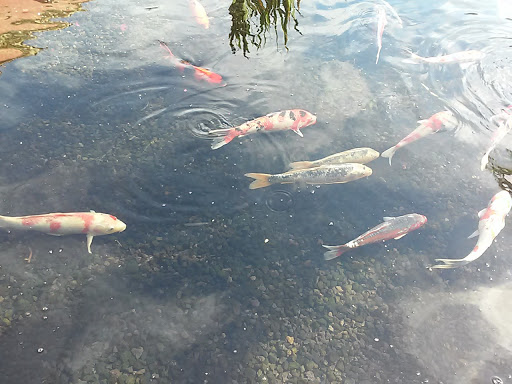 Craft Store «Michaels», reviews and photos, 25310 Marguerite Pkwy, Mission Viejo, CA 92692, USA