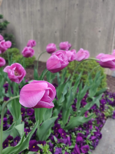 Art Museum «Baltimore Museum of Art», reviews and photos, 10 Art Museum Dr, Baltimore, MD 21218, USA