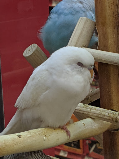 Pet Supply Store «Petco Animal Supplies», reviews and photos, 1401 E Spring Valley Rd, Richardson, TX 75081, USA