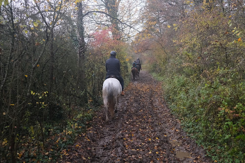 Balades À Cheval À Chantilly à Vineuil-Saint-Firmin