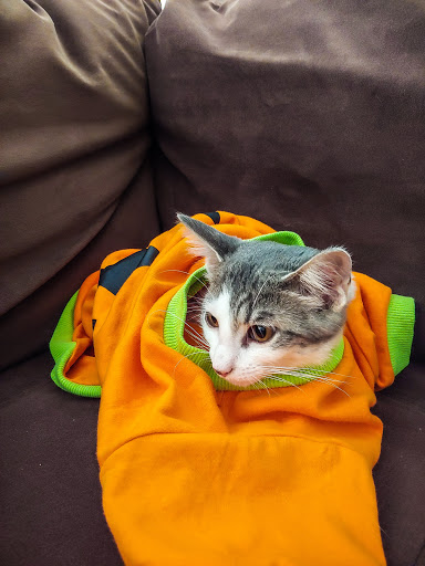 Pet Supply Store «Petco Animal Supplies», reviews and photos, 2520 E 3rd St, Bloomington, IN 47401, USA