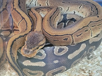 Nature Box Pet Emporium - Photo 7 - Car repair in Aurora, CO, Denver