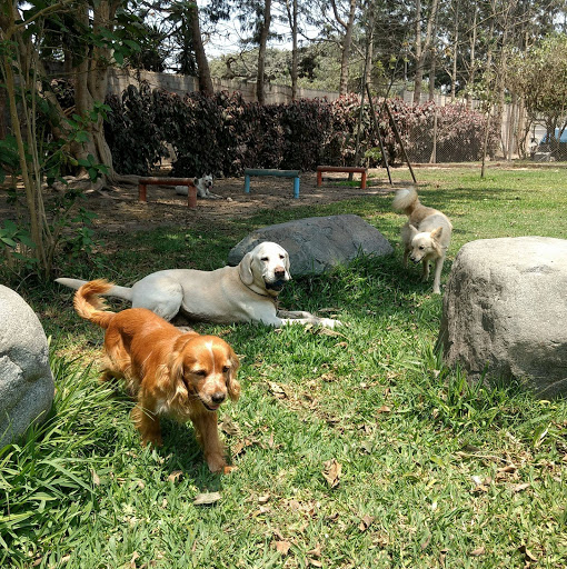 El Refugio Perú - Hospedaje Guardería de Mascotas Perros y Gatos en Lima