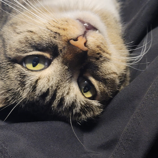 Pet Supply Store «PetSmart», reviews and photos, 1425 7th St E, Monticello, MN 55362, USA