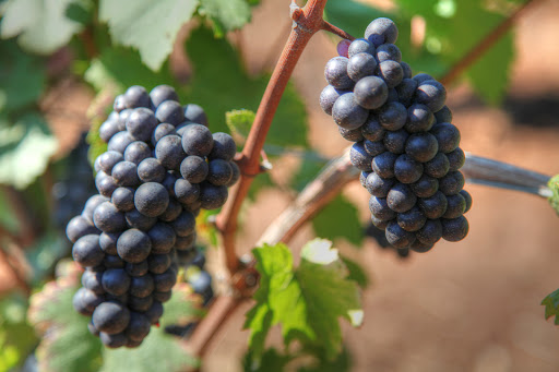 Winery «Sokol Blosser Winery», reviews and photos, 5000 NE Sokol Blosser Ln, Dayton, OR 97114, USA