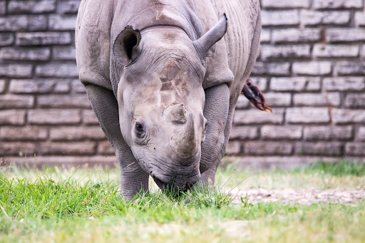 Park «Delaware Park», reviews and photos, Meadow Dr, Buffalo, NY 14214, USA