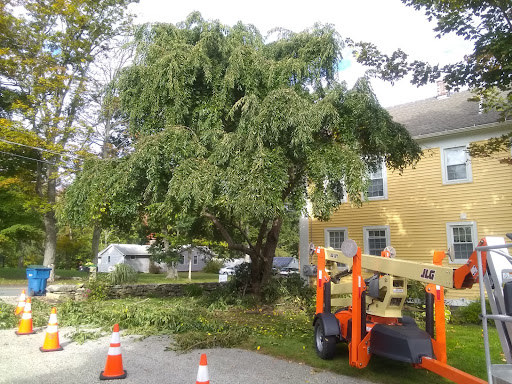 Maple Leaf Tree Service of Massachusetts
