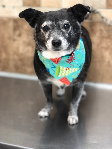 Pet Store «Canine Carousel», reviews and photos, 43135 Broadlands Center Plaza #129, Ashburn, VA 20148, USA