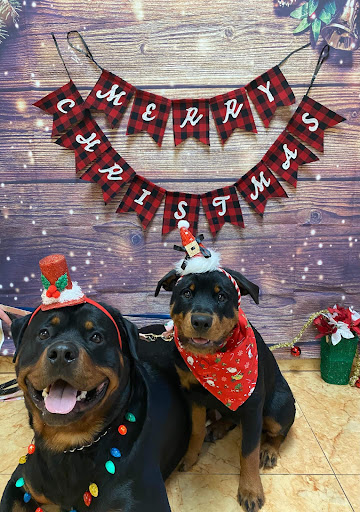 Pet Supply Store «Pet Supplies Plus», reviews and photos, 1258 Northlake Blvd, Lake Park, FL 33403, USA