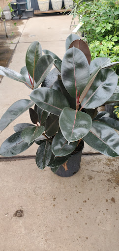 Greenhouse «Rose Floral & Greenhouse», reviews and photos, 14298 60th St N, Stillwater, MN 55082, USA