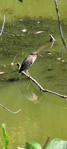 Nature Preserve «Wood Lake Nature Center», reviews and photos, 6710 Lake Shore Dr S, Minneapolis, MN 55423, USA