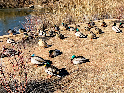 Park «Roosevelt Park», reviews and photos, Roosevelt Dr, Edison, NJ 08837, USA