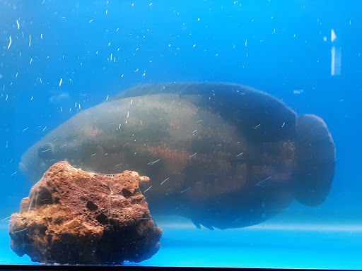Aquarium «Aquatica», reviews and photos, 800 Clanton Rd H, Charlotte, NC 28117, USA