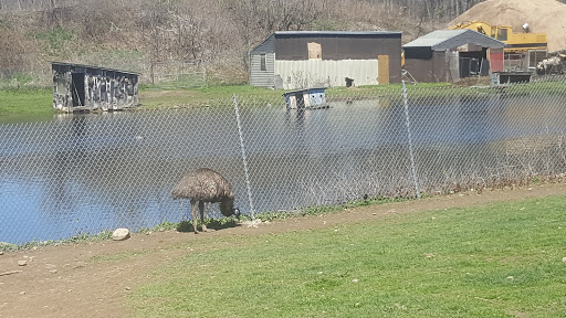 Zoo «Lupa Zoo», reviews and photos, 62 Nash Hill Rd, Ludlow, MA 01056, USA