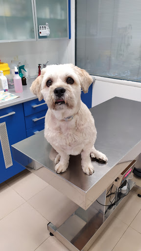 La Clínica Veterinaria en Madrid