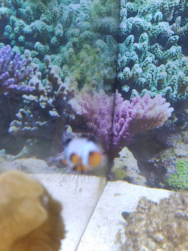 Pet Supply Store «Petco Animal Supplies», reviews and photos, 9078 SE Sunnyside Rd, Clackamas, OR 97015, USA