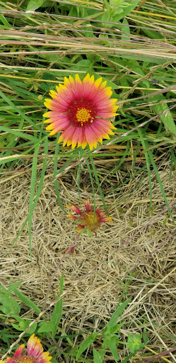 Gym «Carpenter Park Recreation Center», reviews and photos, 6701 Coit Rd, Plano, TX 75024, USA