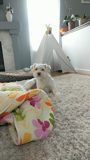 Pet Supply Store «Petco Animal Supplies», reviews and photos, 6672 Lonetree Blvd, Rocklin, CA 95765, USA