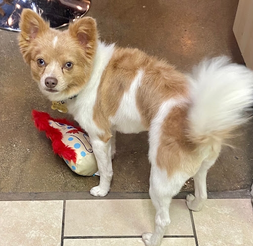 Pet Supply Store «Petco Animal Supplies», reviews and photos, 1090 Fort Union Blvd, Midvale, UT 84047, USA