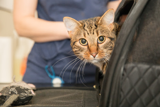 Glenbrae Veterinary Clinic