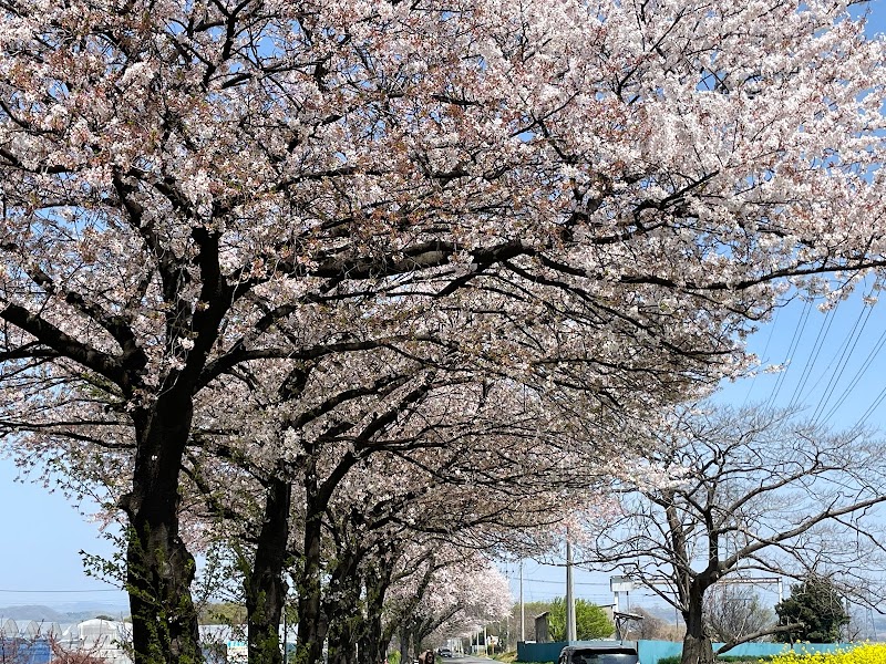 新田 桜並木