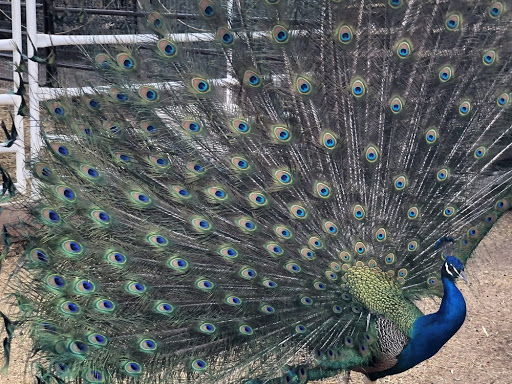 Zoo «Jr Pony Parties», reviews and photos, 1744 N Leonard Ln, Las Vegas, NV 89108, USA