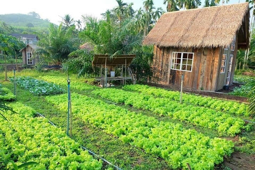 Eco Farm Dầu Tiếng