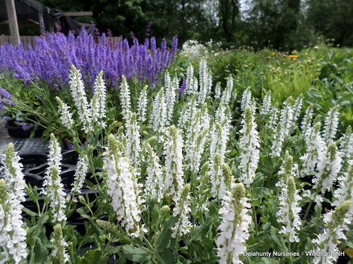 Garden Center «Delahunty Nurseries & Florist», reviews and photos, 41 Range Rd, Windham, NH 03087, USA