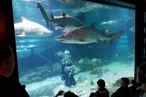 Greater Cleveland Aquarium image