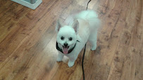 Star's Pet Grooming - Photo 7 - Car repair in Coeur d'Alene, ID, Coeur d'Alene