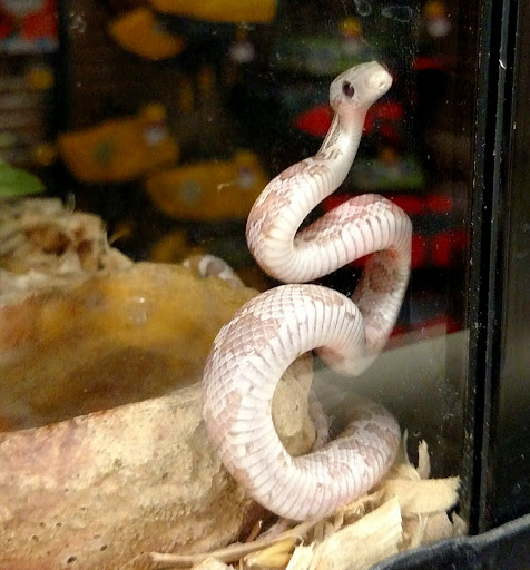 Pet Supply Store «PetSmart», reviews and photos, 30 Malphrus Rd, Bluffton, SC 29910, USA