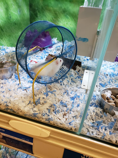 Pet Supply Store «PetSmart», reviews and photos, 573 N McKinley St, Corona, CA 92879, USA
