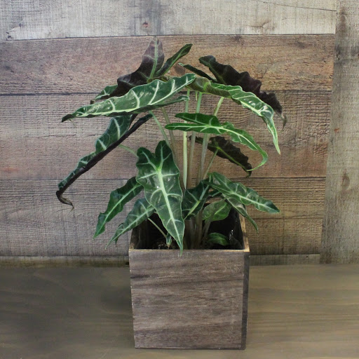 Florist «E & E Flowers & Decors», reviews and photos, 1090 Amboy Ave, Edison, NJ 08837, USA