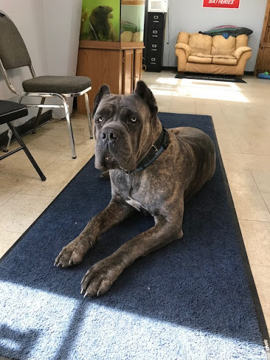 Used Car Dealer «EZ Own Car Sales», reviews and photos, 1405 N Killian Dr, West Palm Beach, FL 33403, USA