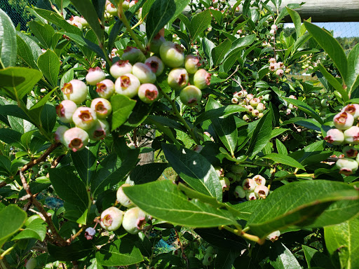 Farm «Jones Family Farms», reviews and photos, 606 Walnut Tree Hill Rd, Shelton, CT 06484, USA