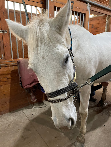 Hadley Hill Equine image