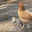 Mikilua Poultry Farm Inc