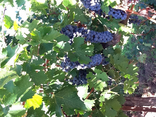 Winery «Aspen Peak Cellars», reviews and photos, 60750 US-285, Bailey, CO 80421, USA