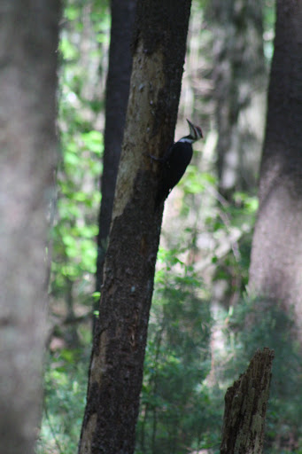 State Park «Lowell-Dracut-Tyngsborough State Forest», reviews and photos, Trotting Park Rd, Dracut, MA 01826, USA