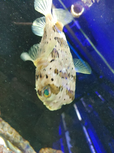 Pet Store «Pets Plus-Reptiles & Exotic», reviews and photos, 421 West Ave, Lockport, NY 14094, USA