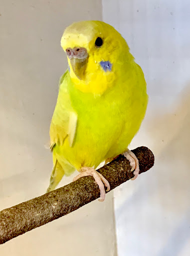 Pet Groomer «Animal Kingdom Grooming», reviews and photos, 339 S Santa Fe Ave, Pueblo, CO 81003, USA