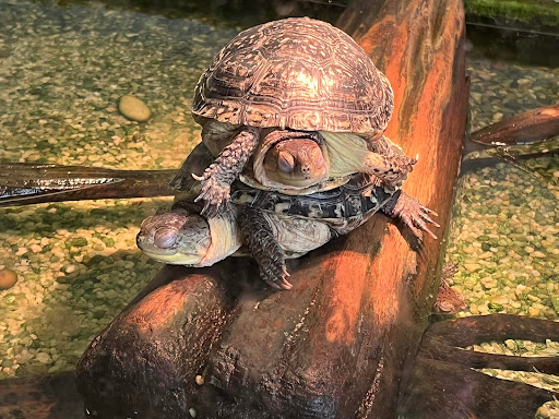 Aquarium «Cold Spring Harbor Fish Hatchery & Aquarium», reviews and photos, 1660 NY-25A, Cold Spring Harbor, NY 11724, USA