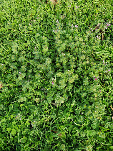 Park «Watkins Park», reviews and photos, 101 Live Oak St, Red Oak, TX 75154, USA