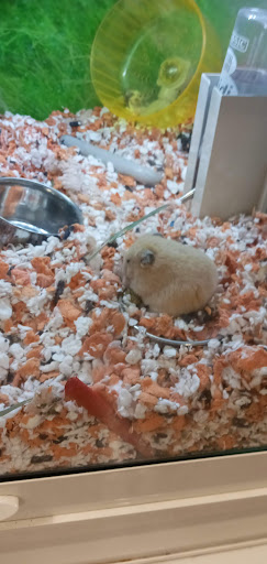 Pet Supply Store «PetSmart», reviews and photos, 19175 Lyndon B Johnson Fwy, Mesquite, TX 75150, USA